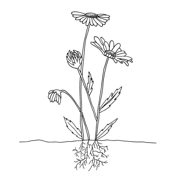 Stay Grounded Thumbnail